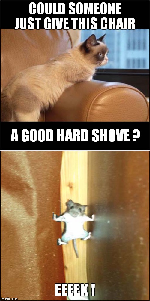 Grumpys Furniture Rearrangement | COULD SOMEONE JUST GIVE THIS CHAIR; A GOOD HARD SHOVE ? EEEEK ! | image tagged in fun,grumpy cat,furniture,mouse trap | made w/ Imgflip meme maker