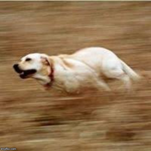 Speedy doggo | image tagged in speedy doggo | made w/ Imgflip meme maker