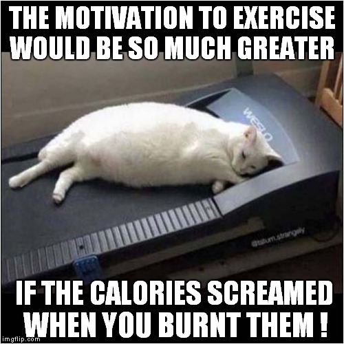 Demotivated Cat | THE MOTIVATION TO EXERCISE WOULD BE SO MUCH GREATER; IF THE CALORIES SCREAMED; WHEN YOU BURNT THEM ! | image tagged in cats,fat cats exercise | made w/ Imgflip meme maker