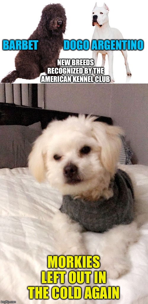 Morkies just can't get a break | NEW BREEDS RECOGNIZED BY THE AMERICAN KENNEL CLUB; BARBET            DOGO ARGENTINO; MORKIES LEFT OUT IN THE COLD AGAIN | image tagged in puff the magic morkie | made w/ Imgflip meme maker