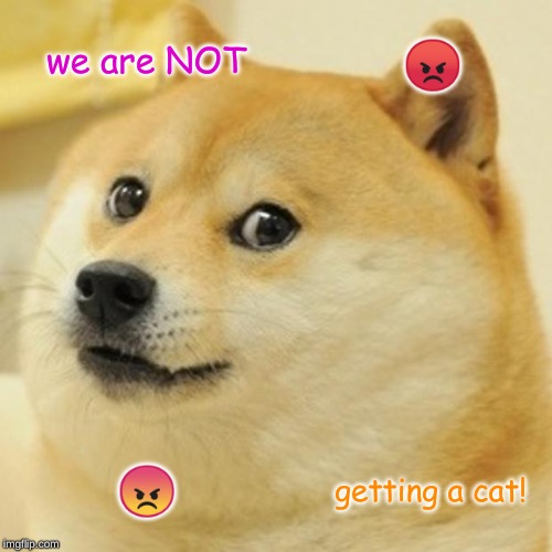 Doge Meme | we are NOT; 😡; 😠; getting a cat! | image tagged in memes,doge | made w/ Imgflip meme maker