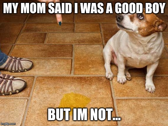 Dog in Trouble | MY MOM SAID I WAS A GOOD BOY; BUT IM NOT... | image tagged in dog in trouble | made w/ Imgflip meme maker