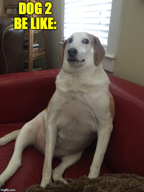 UNcomfortable Dog 2 | DOG 2 BE LIKE: | image tagged in uncomfortable dog 2 | made w/ Imgflip meme maker