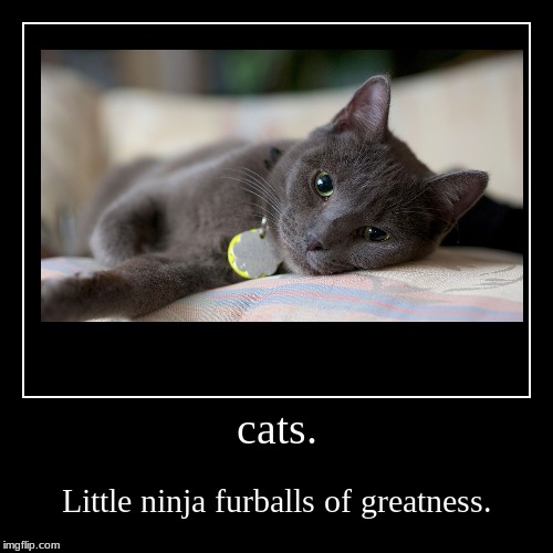 Cats are true greatness | image tagged in funny,demotivationals | made w/ Imgflip demotivational maker