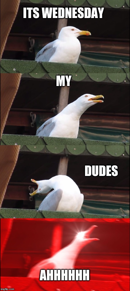 Inhaling Seagull | ITS WEDNESDAY; MY; DUDES; AHHHHHH | image tagged in memes,inhaling seagull | made w/ Imgflip meme maker