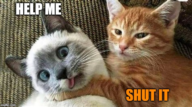 HELP ME; SHUT IT | image tagged in cats,funny cats | made w/ Imgflip meme maker