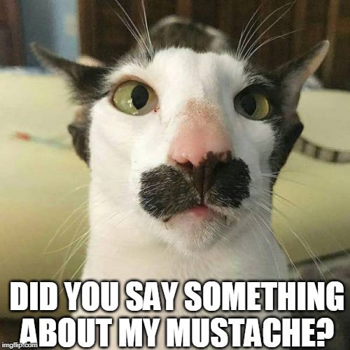 DID YOU SAY SOMETHING ABOUT MY MUSTACHE? | image tagged in cats,funny cats,mustache | made w/ Imgflip meme maker