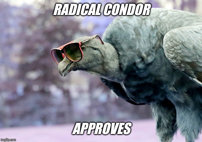 Radical condor | RADICAL CONDOR; APPROVES | image tagged in radical,birds | made w/ Imgflip meme maker