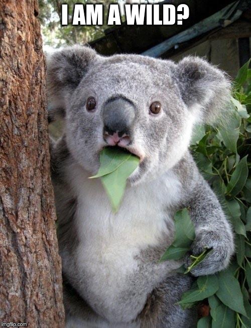Suprised Koala | I AM A WILD? | image tagged in suprised koala | made w/ Imgflip meme maker
