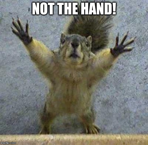 Terrified Squirrel | NOT THE HAND! | image tagged in terrified squirrel | made w/ Imgflip meme maker