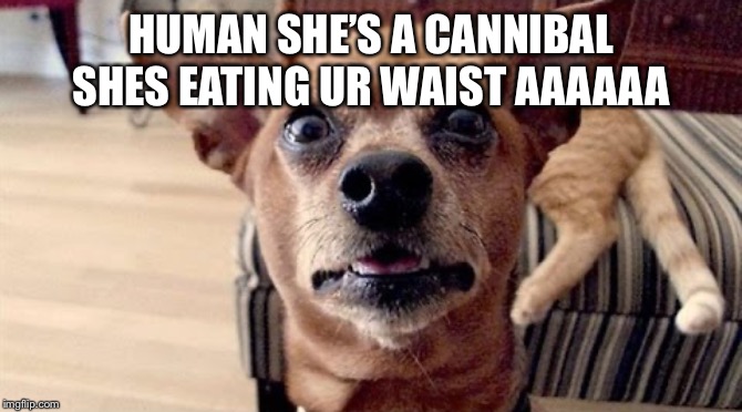 Dog face | HUMAN SHE’S A CANNIBAL SHES EATING UR WAIST AAAAAA | image tagged in nooooooooo | made w/ Imgflip meme maker