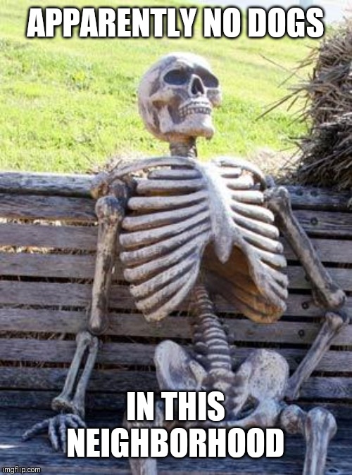Waiting Skeleton Meme | APPARENTLY NO DOGS; IN THIS NEIGHBORHOOD | image tagged in memes,waiting skeleton | made w/ Imgflip meme maker