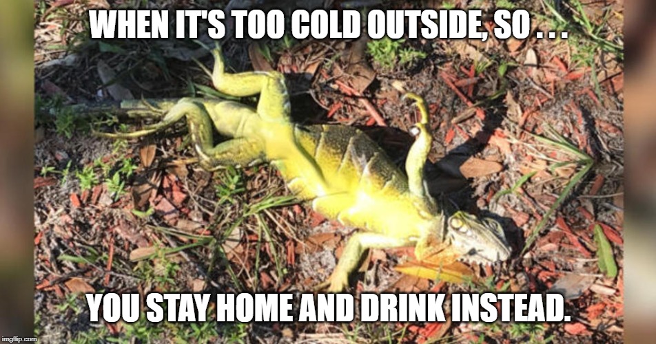 Frozen iguana | WHEN IT'S TOO COLD OUTSIDE, SO . . . YOU STAY HOME AND DRINK INSTEAD. | image tagged in frozen iguana | made w/ Imgflip meme maker