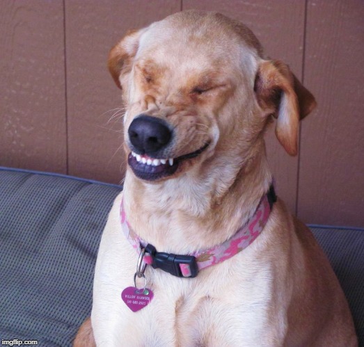 laughing dog | image tagged in laughing dog | made w/ Imgflip meme maker