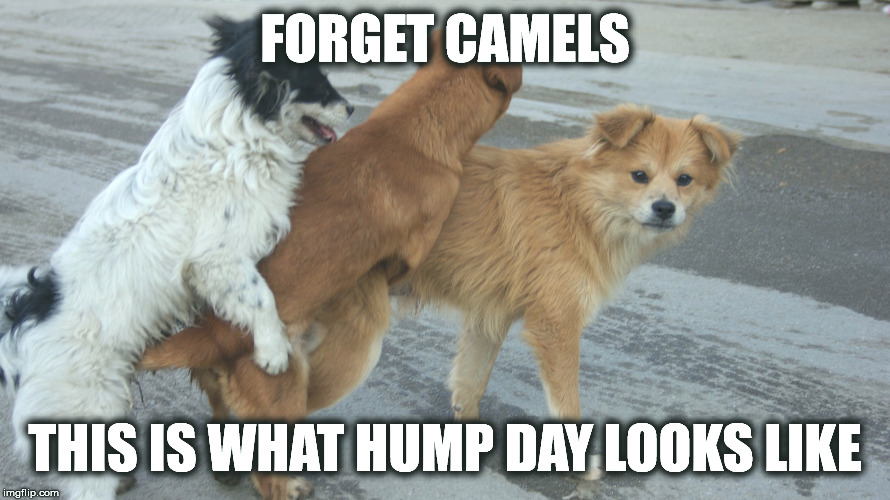 Forget camels, this is what hump day looks like | FORGET CAMELS; THIS IS WHAT HUMP DAY LOOKS LIKE | image tagged in dogs humping,hump day | made w/ Imgflip meme maker