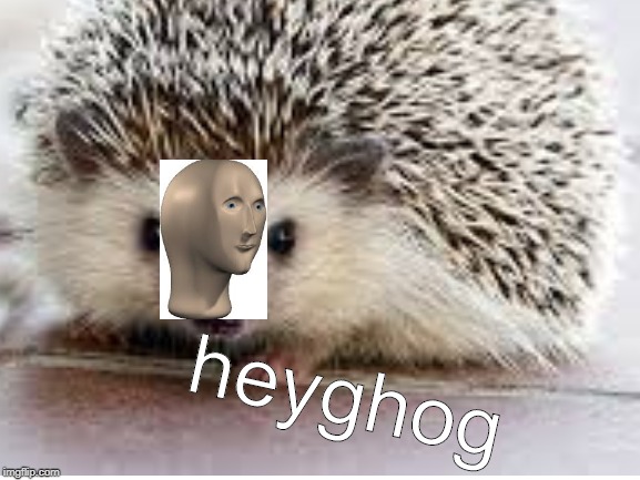 heyghog | image tagged in memes | made w/ Imgflip meme maker