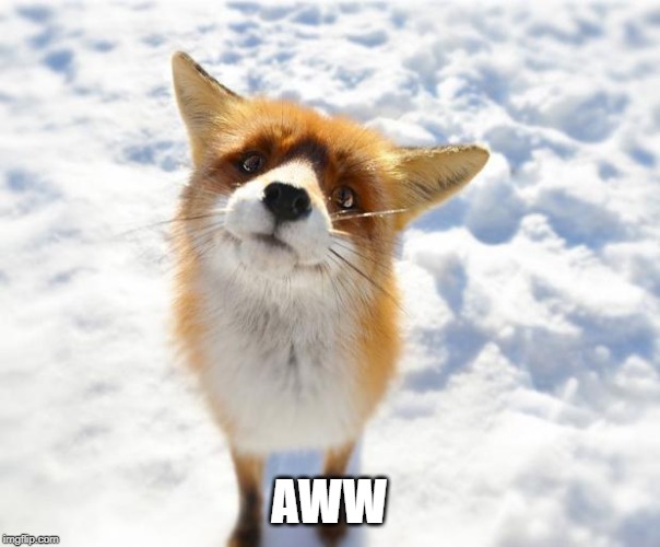 What Does The Fox Say? | AWW | image tagged in what does the fox say | made w/ Imgflip meme maker