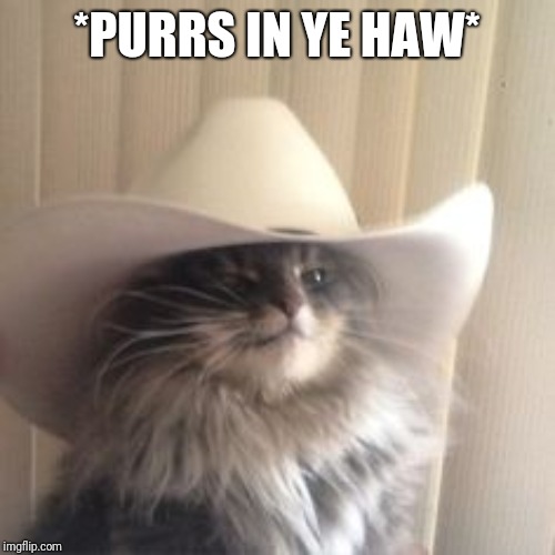 Cowboy cat | *PURRS IN YE HAW* | image tagged in cowboy cat | made w/ Imgflip meme maker
