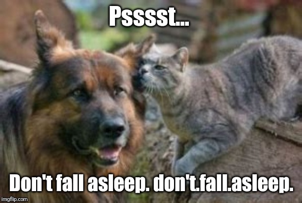 Cat threatens dog | image tagged in cats,dogs | made w/ Imgflip meme maker