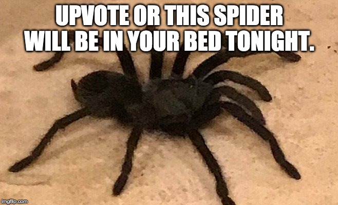 Who else is scared of spiders. | UPVOTE OR THIS SPIDER WILL BE IN YOUR BED TONIGHT. | image tagged in spiders,scared,upvotes,beds,don't let the bed bugs bite | made w/ Imgflip meme maker