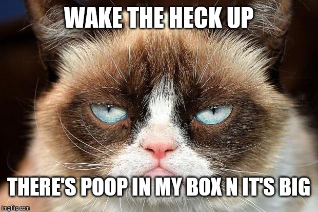 Grumpy Cat Not Amused Meme | WAKE THE HECK UP; THERE'S POOP IN MY BOX N IT'S BIG | image tagged in memes,grumpy cat not amused,grumpy cat | made w/ Imgflip meme maker