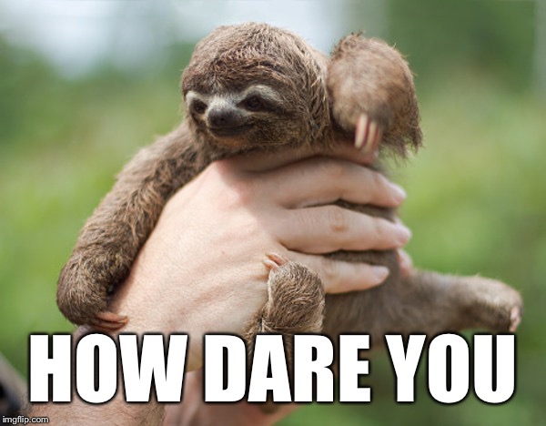 Small Indignant Sloth | HOW DARE YOU | image tagged in small indignant sloth | made w/ Imgflip meme maker