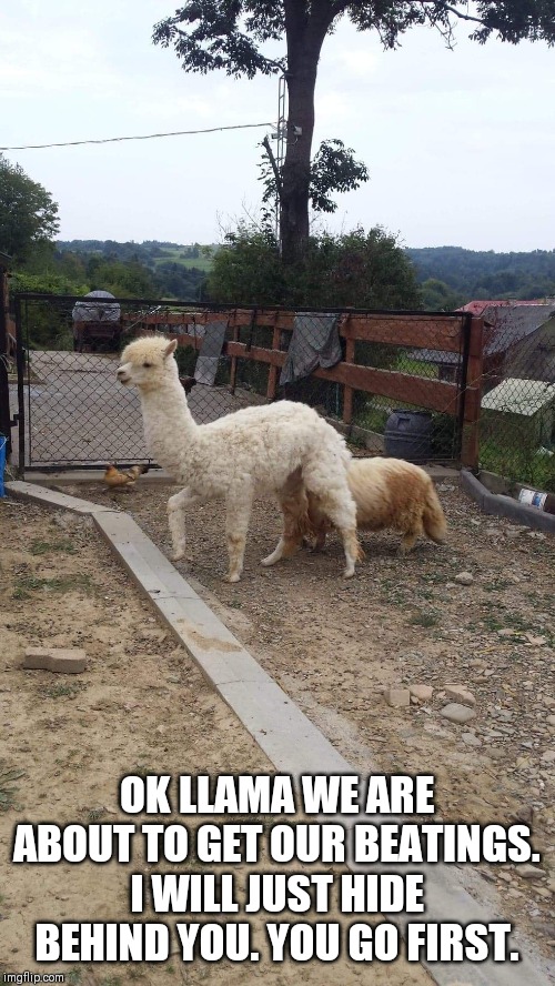 Strange animal friendships | OK LLAMA WE ARE ABOUT TO GET OUR BEATINGS. I WILL JUST HIDE BEHIND YOU. YOU GO FIRST. | image tagged in llama,sheep | made w/ Imgflip meme maker