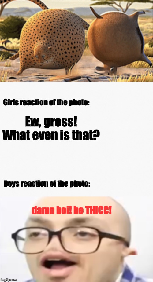 Fat animals reactions; boys vs girls | Girls reaction of the photo:; Ew, gross! What even is that? Boys reaction of the photo:; damn boi! he THICC! | image tagged in memes,funny memes,funny,damn he thicc,boys vs girls,fat | made w/ Imgflip meme maker