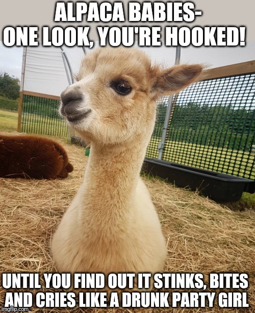Party animal | image tagged in party animal,llamas,animals | made w/ Imgflip meme maker