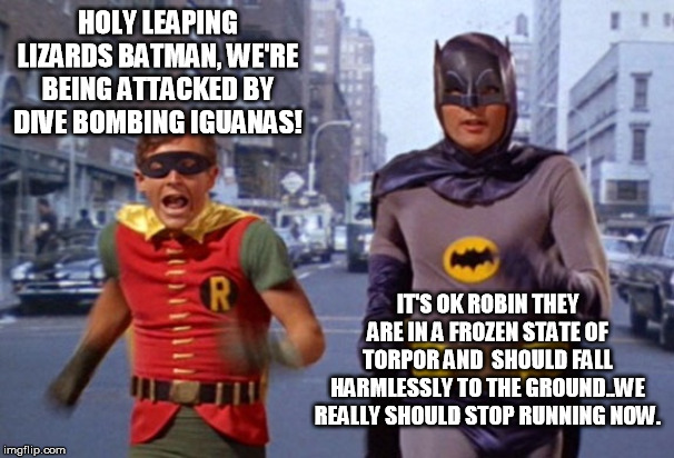 Batman and Robin TV | HOLY LEAPING LIZARDS BATMAN, WE'RE BEING ATTACKED BY DIVE BOMBING IGUANAS! IT'S OK ROBIN THEY ARE IN A FROZEN STATE OF TORPOR AND  SHOULD FALL HARMLESSLY TO THE GROUND..WE REALLY SHOULD STOP RUNNING NOW. | image tagged in batman and robin tv | made w/ Imgflip meme maker