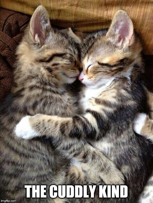 Cute Cats Cuddling | THE CUDDLY KIND | image tagged in cute cats cuddling | made w/ Imgflip meme maker