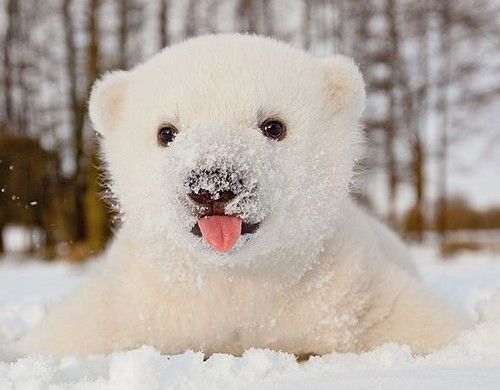 Baby polar bear Blank Meme Template