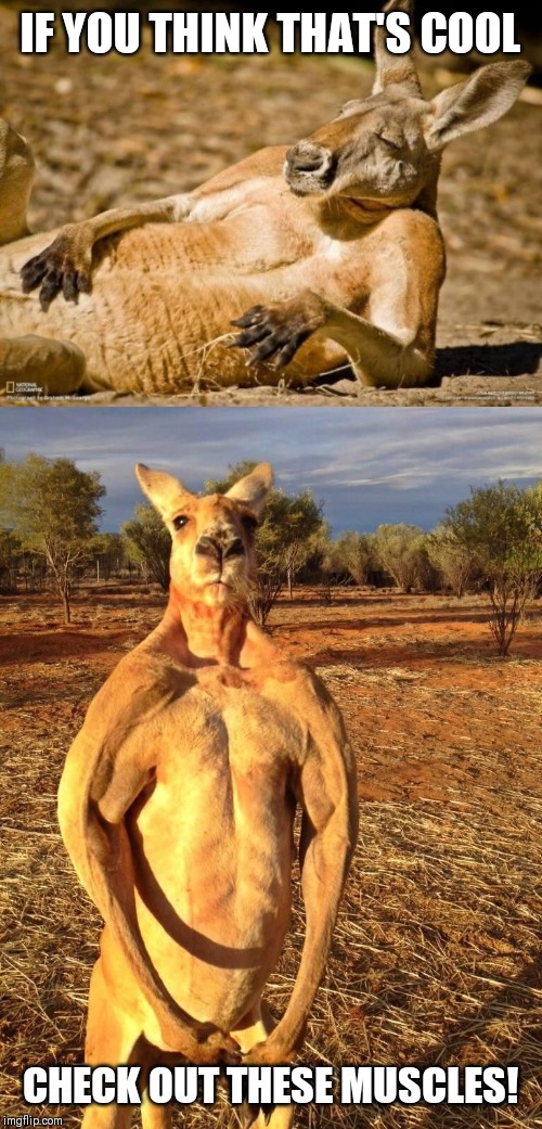 IF YOU THINK THAT'S COOL CHECK OUT THESE MUSCLES! | image tagged in chillin kangaroo,buff kangaroo | made w/ Imgflip meme maker