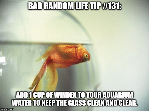 Dead Fish | BAD RANDOM LIFE TIP #131:; ADD 1 CUP OF WINDEX TO YOUR AQUARIUM WATER TO KEEP THE GLASS CLEAN AND CLEAR. | image tagged in dead fish | made w/ Imgflip meme maker