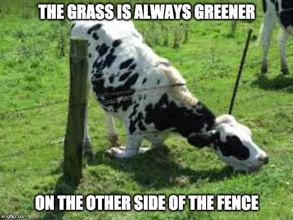 The grass is greener | THE GRASS IS ALWAYS GREENER; ON THE OTHER SIDE OF THE FENCE | image tagged in proverb | made w/ Imgflip meme maker