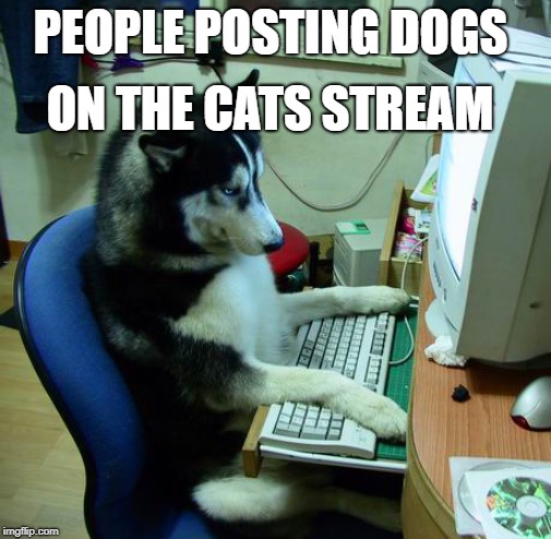 I Have No Idea What I Am Doing | ON THE CATS STREAM; PEOPLE POSTING DOGS | image tagged in memes,i have no idea what i am doing | made w/ Imgflip meme maker