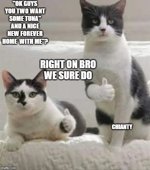 Ok Guys | "OK GUYS YOU TWO WANT SOME TUNA"
AND A NICE NEW FOREVER HOME  WITH ME"? RIGHT ON BRO
WE SURE DO; CHIANTY | image tagged in animal rights | made w/ Imgflip meme maker