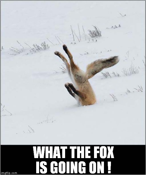 Fox Vs Mouse | WHAT THE FOX IS GOING ON ! | image tagged in fun,fox,mouse | made w/ Imgflip meme maker