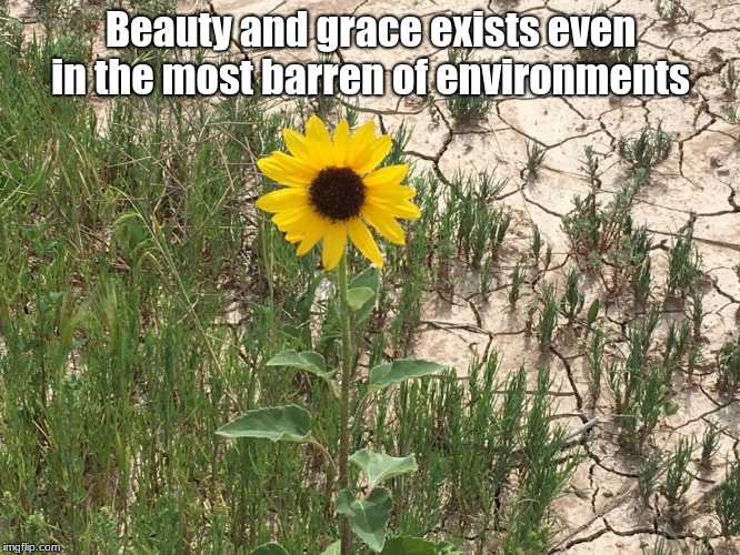 Desert Flower | Beauty and grace exists even in the most barren of environments | image tagged in desert flower | made w/ Imgflip meme maker