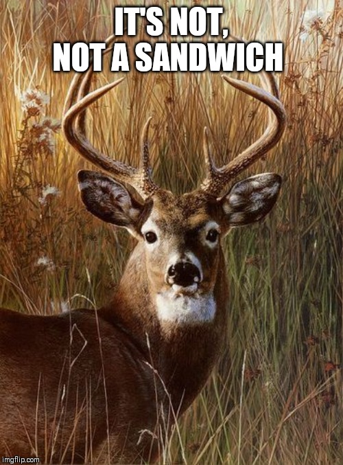 Deer | IT'S NOT, NOT A SANDWICH | image tagged in deer | made w/ Imgflip meme maker