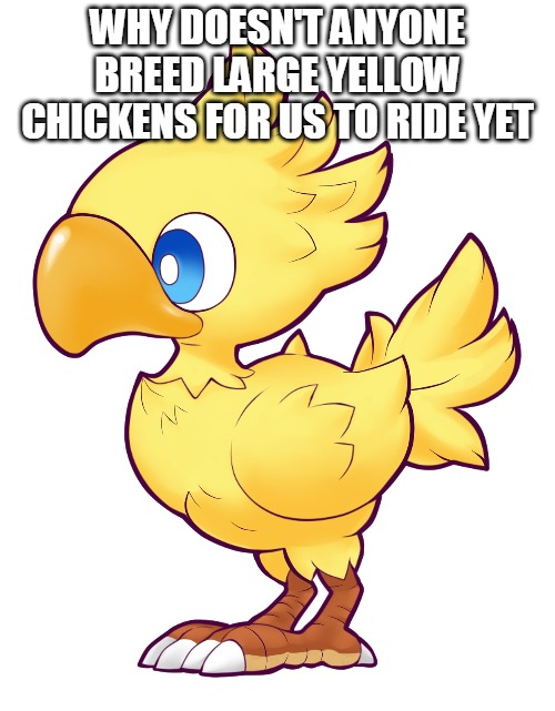 Chocobo | WHY DOESN'T ANYONE BREED LARGE YELLOW CHICKENS FOR US TO RIDE YET | image tagged in chocobo | made w/ Imgflip meme maker