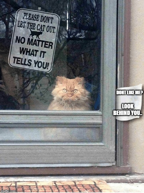 DONT LET THE CAT OUT | LOOK BEHIND YOU.. DONT LIKE ME? | image tagged in dont let the cat out | made w/ Imgflip meme maker