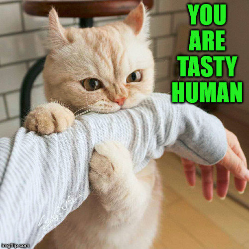 YOU ARE TASTY HUMAN | image tagged in cats | made w/ Imgflip meme maker