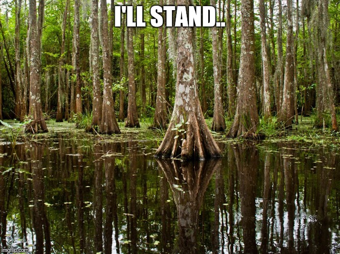 Bayou | I'LL STAND.. | image tagged in funny | made w/ Imgflip meme maker