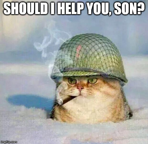 War Cat | SHOULD I HELP YOU, SON? | image tagged in war cat | made w/ Imgflip meme maker