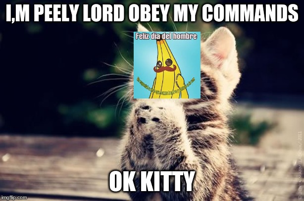 I,M PEELY LORD OBEY MY COMMANDS; OK KITTY | image tagged in cats cartermaas,drake pewdiepie,follow | made w/ Imgflip meme maker