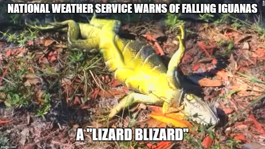 National Weather Service warns of falling iguanas | NATIONAL WEATHER SERVICE WARNS OF FALLING IGUANAS; A "LIZARD BLIZARD" | image tagged in iguanas | made w/ Imgflip meme maker