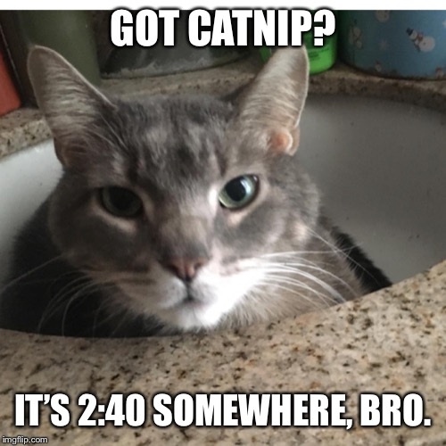 Got Catnip? | GOT CATNIP? IT’S 2:40 SOMEWHERE, BRO. | image tagged in funny cat memes | made w/ Imgflip meme maker