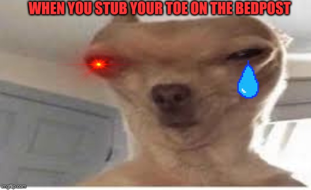 Stubing your toe on bedpost be like | WHEN YOU STUB YOUR TOE ON THE BEDPOST | image tagged in funny,repost,doggo,rage | made w/ Imgflip meme maker