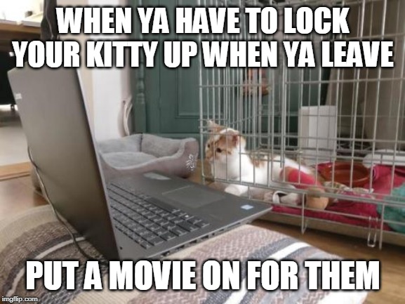 WHEN YA HAVE TO LOCK YOUR KITTY UP WHEN YA LEAVE; PUT A MOVIE ON FOR THEM | image tagged in cats,movies | made w/ Imgflip meme maker
